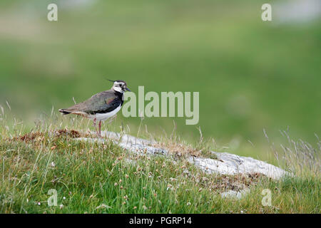 Pavoncella, Vanellus vanellus, REGNO UNITO Foto Stock