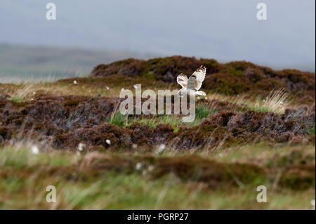 Corto-eared owl, aseo flammeius, REGNO UNITO Foto Stock