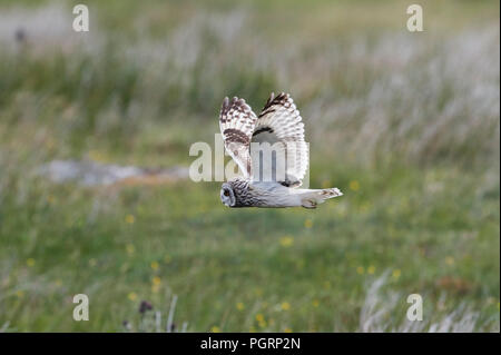 Corto-eared owl, aseo flammeius, REGNO UNITO Foto Stock