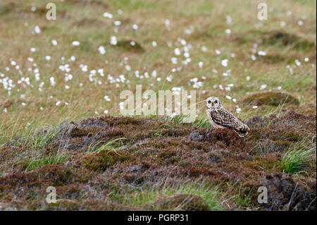 Corto-eared owl, aseo flammeius, REGNO UNITO Foto Stock