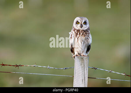 Corto-eared owl, aseo flammeius, REGNO UNITO Foto Stock