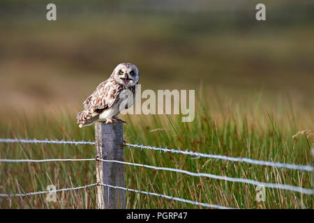 Corto-eared owl, aseo flammeius, REGNO UNITO Foto Stock