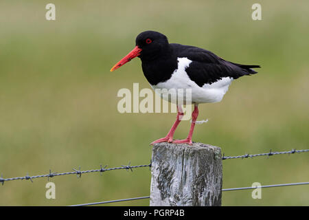 Eurasian oystercatcher, Haematopus ostralegus, REGNO UNITO Foto Stock