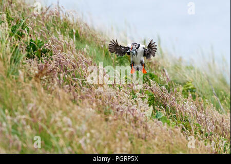 Puffini, Fratercula arctica, Mingulay, Vescovo di isole Ebridi Esterne, Scotland, Regno Unito Foto Stock