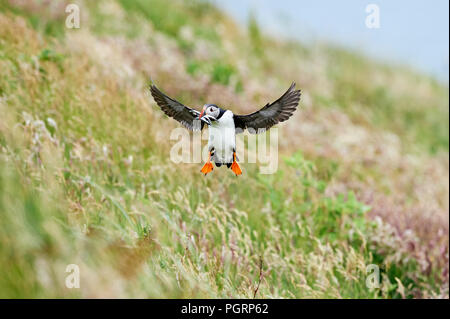 Puffini, Fratercula arctica, Mingulay, Vescovo di isole Ebridi Esterne, Scotland, Regno Unito Foto Stock