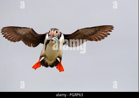 Puffini, Fratercula arctica, Mingulay, Vescovo di isole Ebridi Esterne, Scotland, Regno Unito Foto Stock