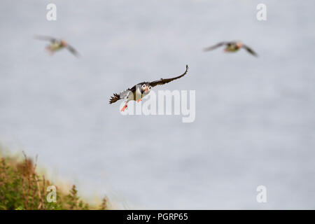 Puffini, Fratercula arctica, Mingulay, Vescovo di isole Ebridi Esterne, Scotland, Regno Unito Foto Stock