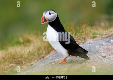 Puffini, Fratercula arctica, Mingulay, Vescovo di isole Ebridi Esterne, Scotland, Regno Unito Foto Stock