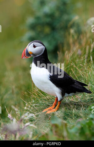 Puffini, Fratercula arctica, Mingulay, Vescovo di isole Ebridi Esterne, Scotland, Regno Unito Foto Stock