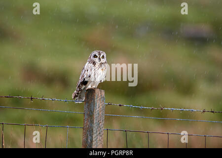 Corto-eared owl, aseo flammeius, REGNO UNITO Foto Stock