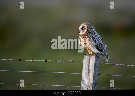 Corto-eared owl, aseo flammeius, REGNO UNITO Foto Stock