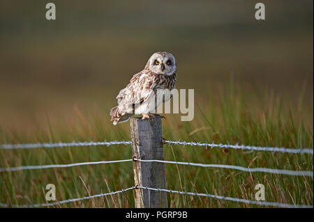 Corto-eared owl, aseo flammeius, REGNO UNITO Foto Stock