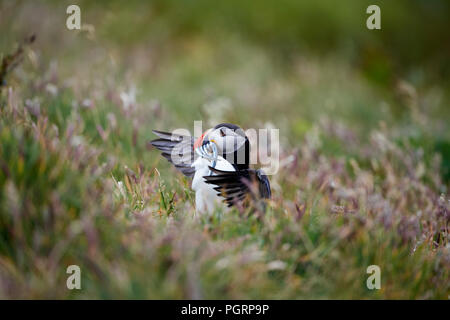 Puffini, Fratercula arctica, Mingulay, Vescovo di isole Ebridi Esterne, Scotland, Regno Unito Foto Stock