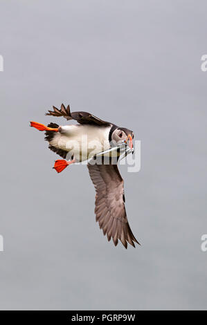 Puffini, Fratercula arctica, Mingulay, Vescovo di isole Ebridi Esterne, Scotland, Regno Unito Foto Stock