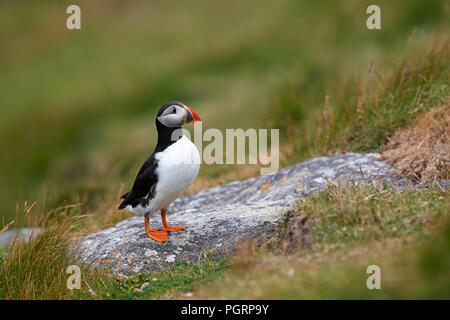 Puffini, Fratercula arctica, Mingulay, Vescovo di isole Ebridi Esterne, Scotland, Regno Unito Foto Stock