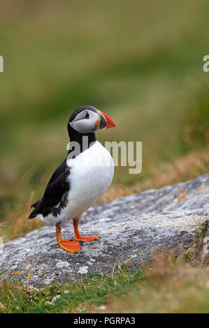 Puffini, Fratercula arctica, Mingulay, Vescovo di isole Ebridi Esterne, Scotland, Regno Unito Foto Stock