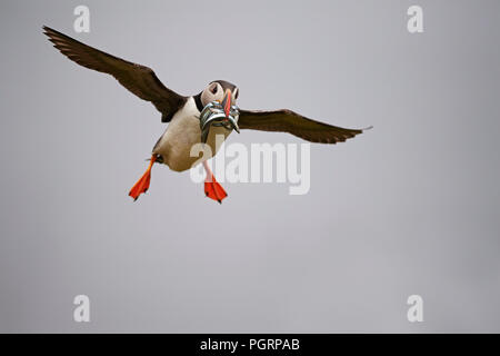 Puffini, Fratercula arctica, Mingulay, Vescovo di isole Ebridi Esterne, Scotland, Regno Unito Foto Stock