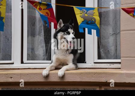 Siberian Husky: un singolo cane avidamente si affaccia da una cittadina francese finestra di casa Foto Stock