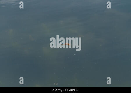 Un maschio darter comune (Sympetrum striolatum) in volo Foto Stock