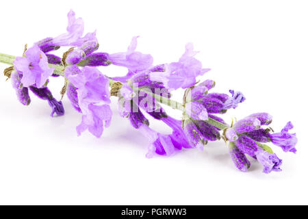 Rametto di lavanda isolato su uno sfondo bianco. Foto Stock