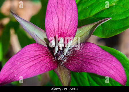 Vista dall'alto in basso di un millefiori, red trillium, con il polline di saturare le antere. Foto Stock