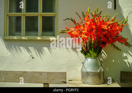 Grande mazzo di rosso gladiolus fiori in vecchie latte può sul tavolo per esterno nella soleggiata luci, bella decorazione vicino al bianco muro di casa Foto Stock