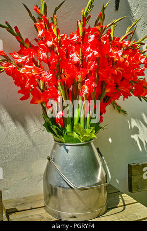 Grande mazzo di rosso gladiolus fiori in vecchie latte può sul tavolo per esterno nella soleggiata luci, bella decorazione vicino al bianco muro di casa Foto Stock