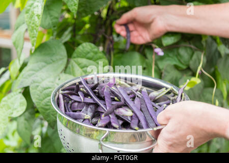 Arrampicata raccolta fagiolini cosse violette - phaseolus vulgaris - da giardino - Regno Unito Foto Stock