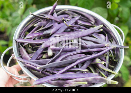 Appena raccolto climbing fagiolini cosse violette - phaseolus vulgaris - da giardino - Regno Unito Foto Stock