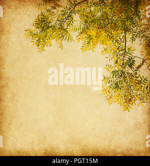 Di età compresa trama della carta con il ramo di foglie di autunno. Styphnolobium japonicum Foto Stock