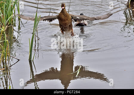 Una femmina di germano reale (Anas platyrhynchos) inseguiti da un maschio amorosa nell Inghilterra del Sud Foto Stock