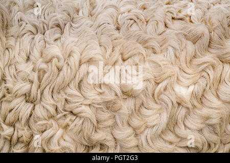 Vista ravvicinata di grigio di fronte Dartmoor razza rara pecore wooly rivestire a Egton Mostra Annuale, North Yorkshire Moors, UK. Foto Stock