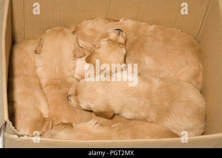 Cucciolata di golden retriever cuccioli momentaneamente messo in una scatola di cartone Foto Stock