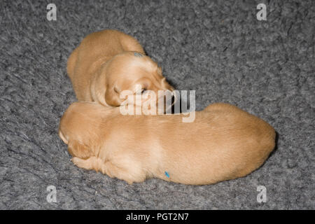 Due dei maschi da una cucciolata di golden retriever cuccioli giacente insieme su una pelliccia di poliestere "t" letto rug Foto Stock