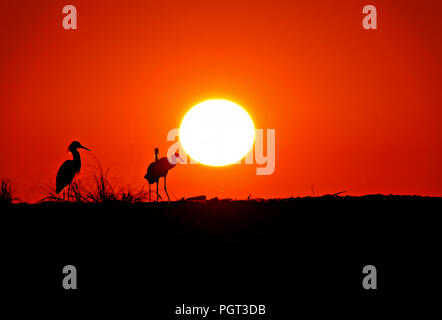 Snowy Egrets stagliano tramonto arancione e nero in primo piano. Foto Stock