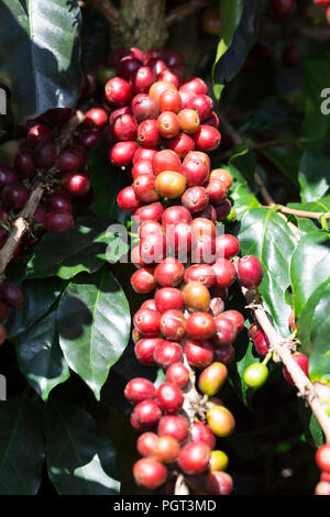 La pianta del caffè. Red i chicchi di caffè su un ramo di albero di caffè Foto Stock