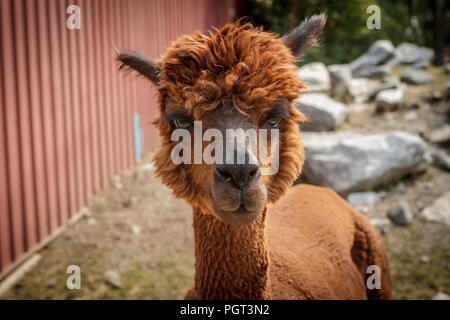 Un ritratto di un simpatico marrone rossiccio e alpaca in Coeur d'Alene, Idaho. Foto Stock