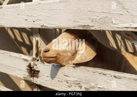 Una chiusura di un simpatico capra con la sua testa il peering attraverso la recinzione in legno in nord Idaho. Foto Stock