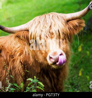 Hairy highland mucca, simbolo scozzese, Scotland Regno Unito Foto Stock