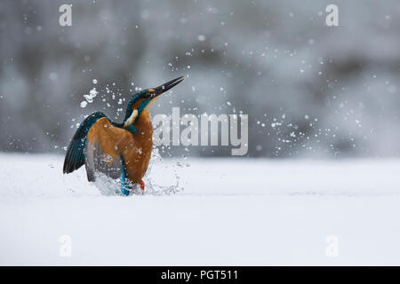 Kingfisher (Alcedo atthis) pesca attraverso un foro di ghiaccio Foto Stock