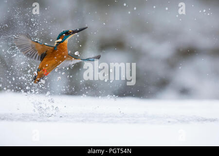 Kingfisher (Alcedo atthis) pesca attraverso un foro di ghiaccio Foto Stock