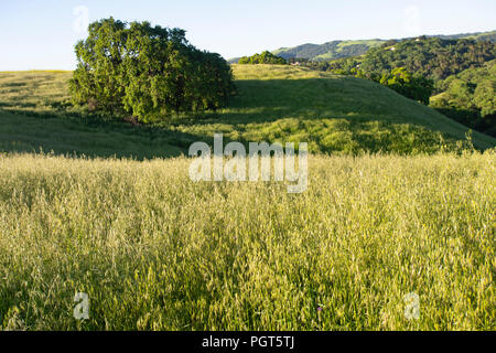 La mattina presto getta la sua luce sulle verdi colline di Mt. Wanda in Martinez, California. Foto Stock