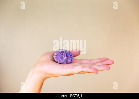 Le donne in possesso di un riccio nella sua mano con sfondo isolato. Guscio di ricci di mare o di urchin. Foto Stock