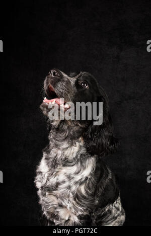 Springer Spaniel cucciolo Foto Stock