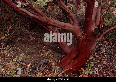 Bella manzanita sano tronco di albero con foglie verdi e liscia rosso lucido Arancione marrone corteccia e legno usato nelle decorazioni e arte Foto Stock