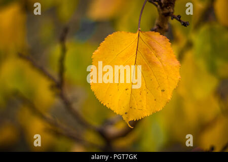 . Unico arancio giallo autunno albicocca foglia contro il verde bokeh sfondo sfocato, sano cibo biologico coltivato sostenibile nel frutteto familiare, caduta dei mari Foto Stock