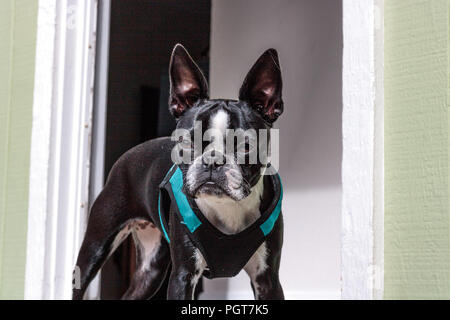 Razza Boston Terrier indossare un turchese e nero permanente del cavo nella porta aperta sul portico anteriore guardando la fotocamera Foto Stock