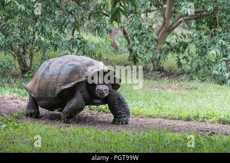 Wild Galapagos tartaruga gigante, Geochelone elephantopus, camminando sulla isola di Santa Cruz, Galapagos. Foto Stock