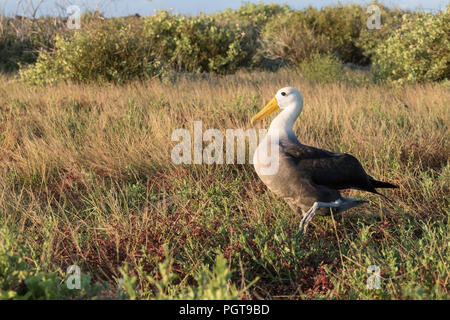 Adulto sventolato albatross, Phoebastria irrorata, sulla Punta Suarez, Isla Espanola, Galapagos, Ecuador. Foto Stock