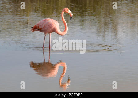 Maggiore il fenicottero rosa Phoenicopterus ruber, rovistando nella laguna di acqua salata, isola Floreana, Galápagos, Ecuador. Foto Stock